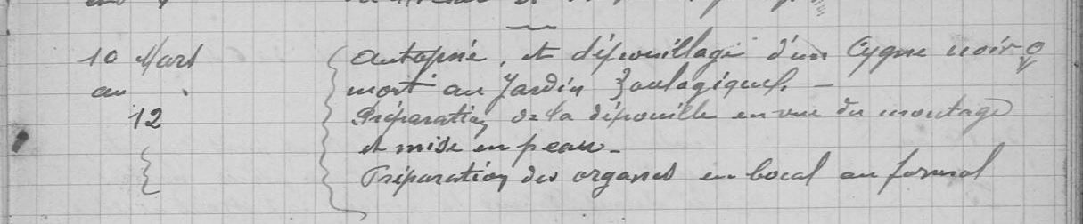 Dépouillage et préparation d'un cygne mort au jardin, journal du laboratoire, archives du muséum