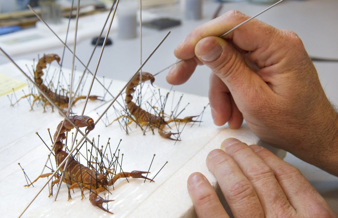 Préparation entomologique au muséum de Toulouse