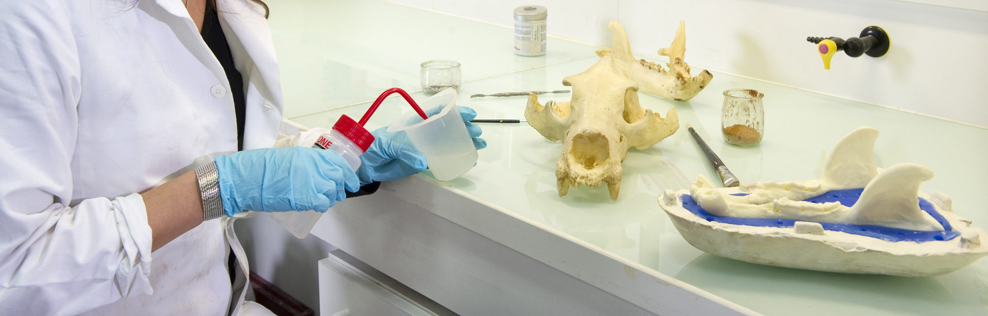 Moulage de crâne d'ours, muséum de Toulouse