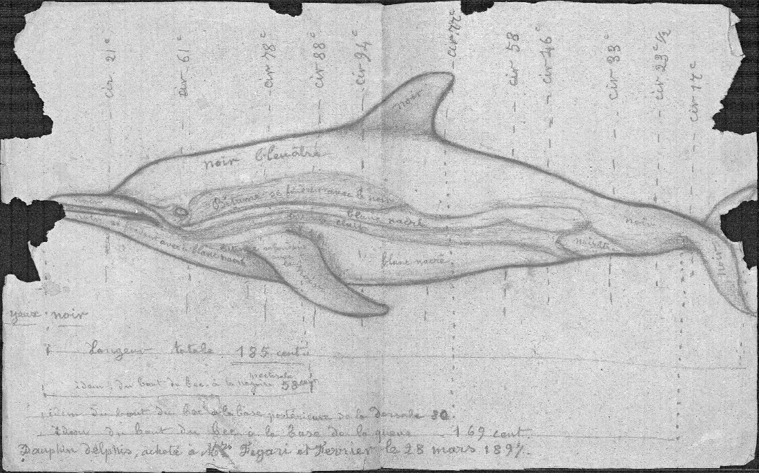 Delphinus delphis, muséum de Toulouse
