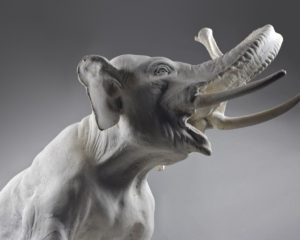 Maquette d'éléphant, collections du muséum de Toulouse