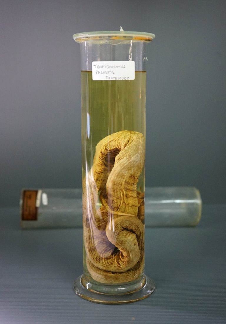 Tropidonotus palustris, Uruguay, collections du muséum de Toulouse