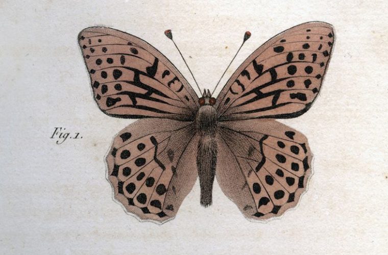 Histoire naturelle des lépidoptères, collections du muséum de Toulouse