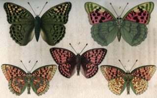 Histoire naturelle des lépidoptères, collections du muséum de Toulouse