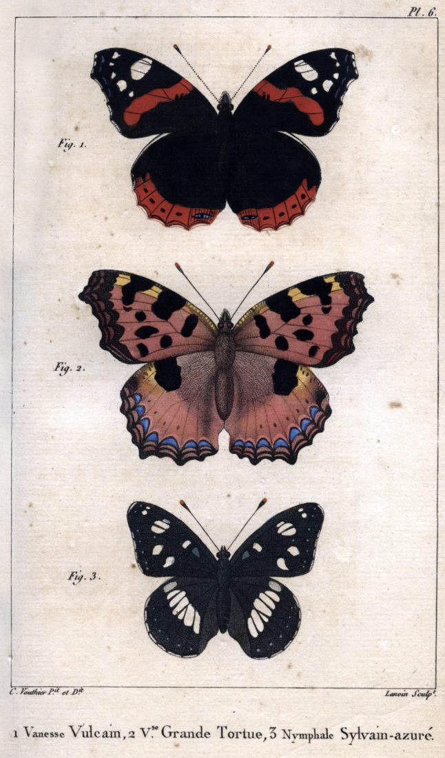 Histoire naturelle des lépidoptères ou papillons de France, J.-B. Godart et P.-A J. Duponchel, collections du muséum de Toulouse
