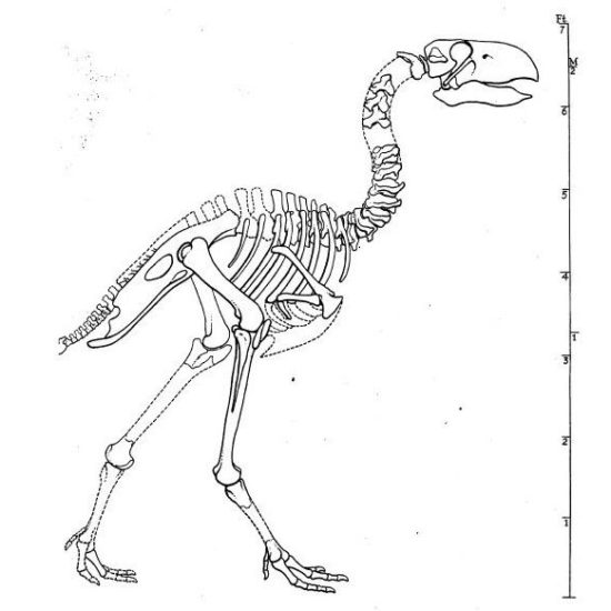 Illustration, squelette de Gastornis