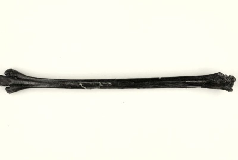 Galligeranoides boriensis, collections du muséum de Toulouse