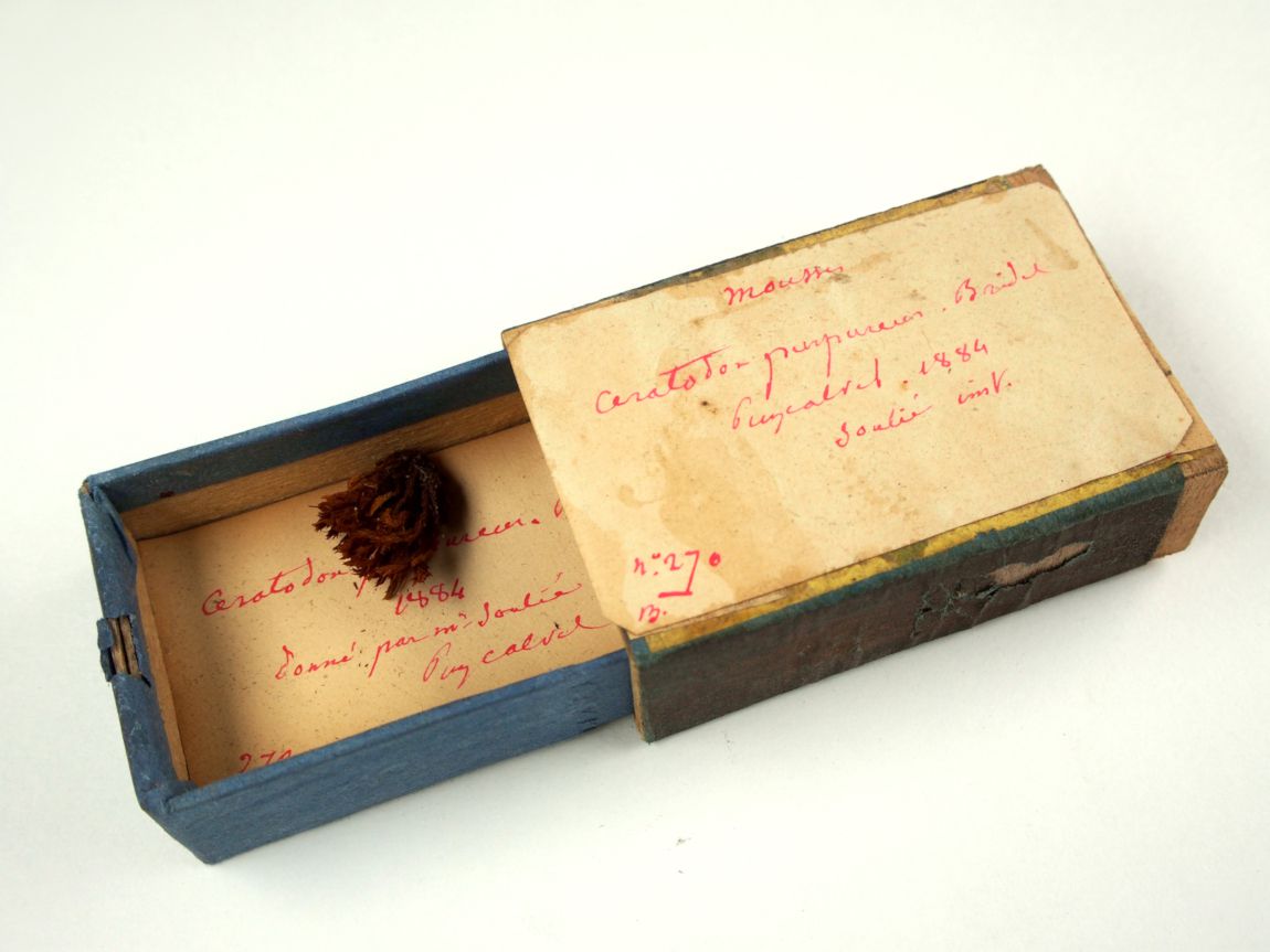 Boîte et mousse de l'Abbé Boulay, collections du muséum de Toulouse