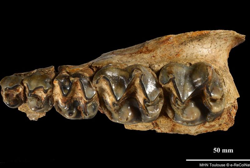 Chalicotherium goldfussi, collections du muséum d'Histoire naturelle de Toulouse