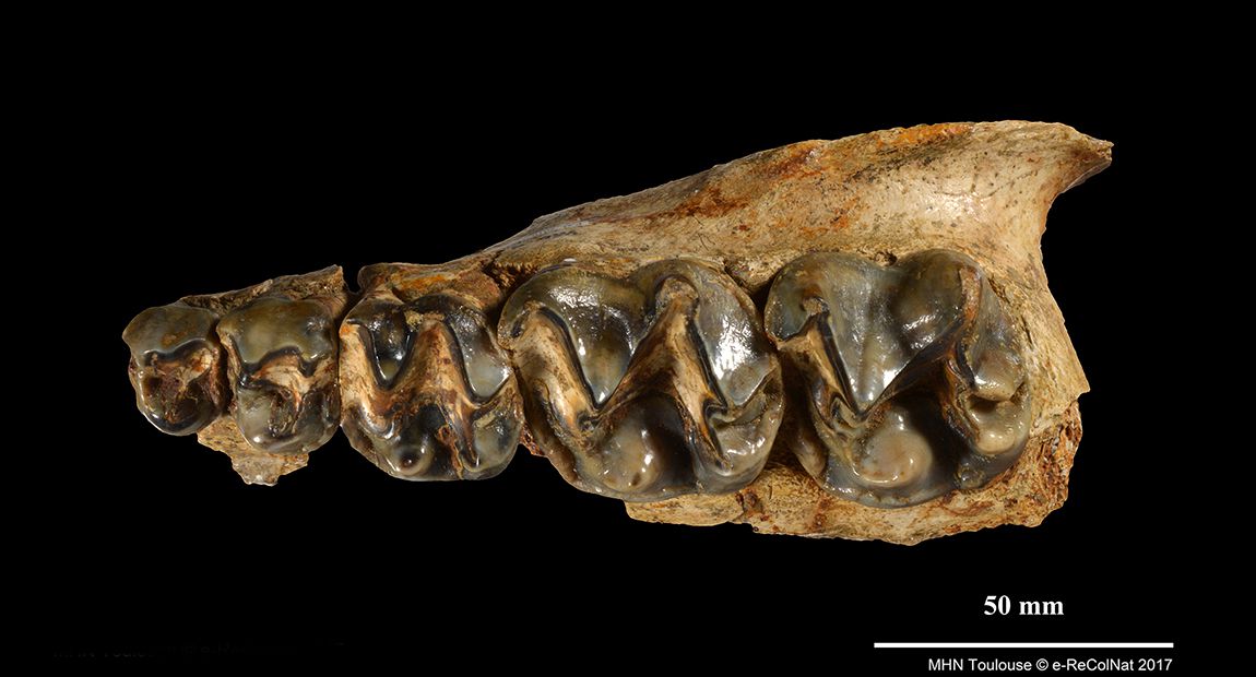 Chalicotherium goldfussi, collections du muséum d'Histoire naturelle de Toulouse