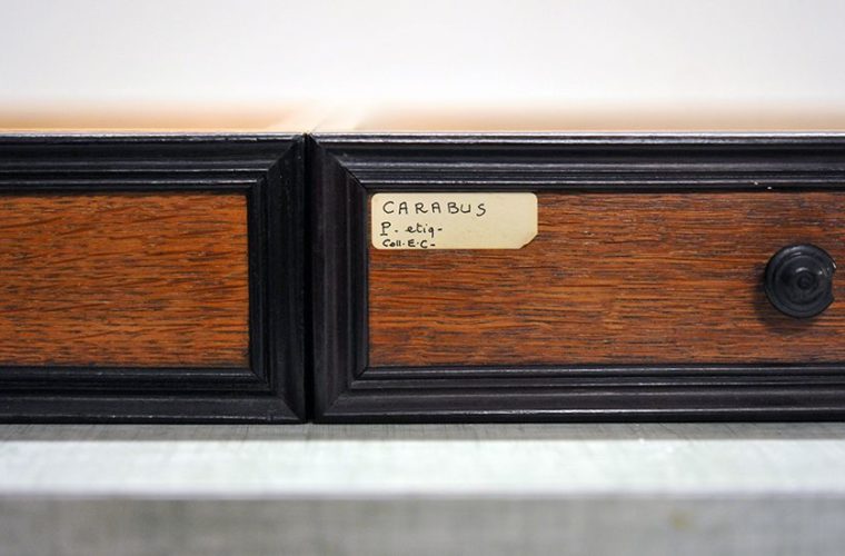 Tiroir de Carabus, collections du muséum de Toulouse