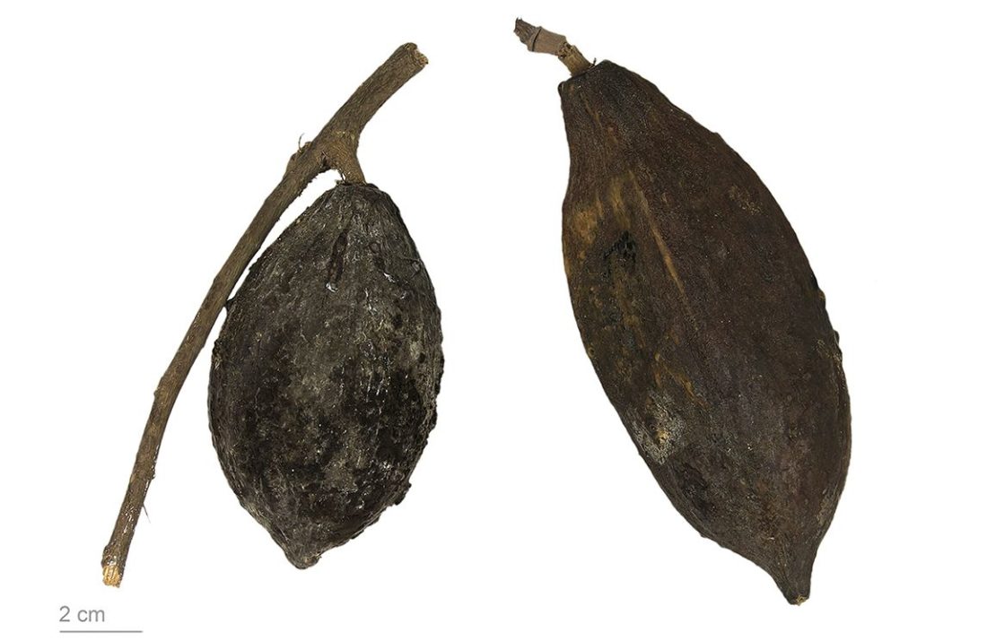 Theobroma cacao, collections du muséum de Toulouse