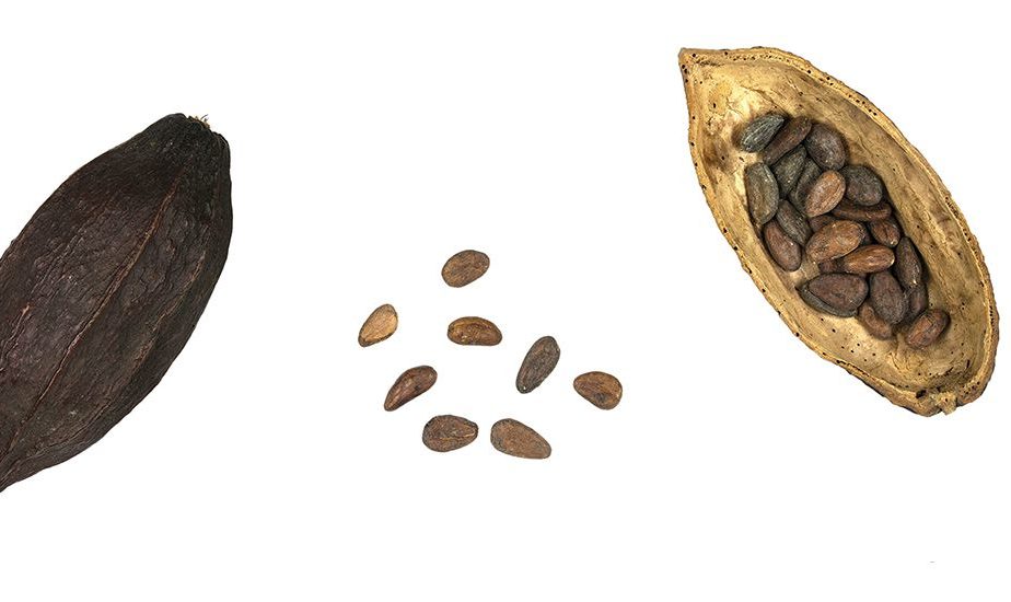 Theobroma cacao, collections du muséum de Toulouse