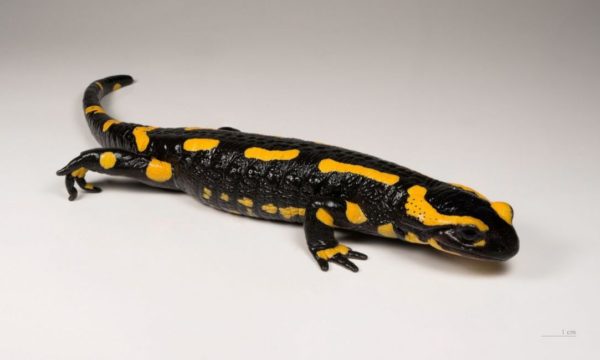Salamandra Salamandra, collections du muséum de Toulouse