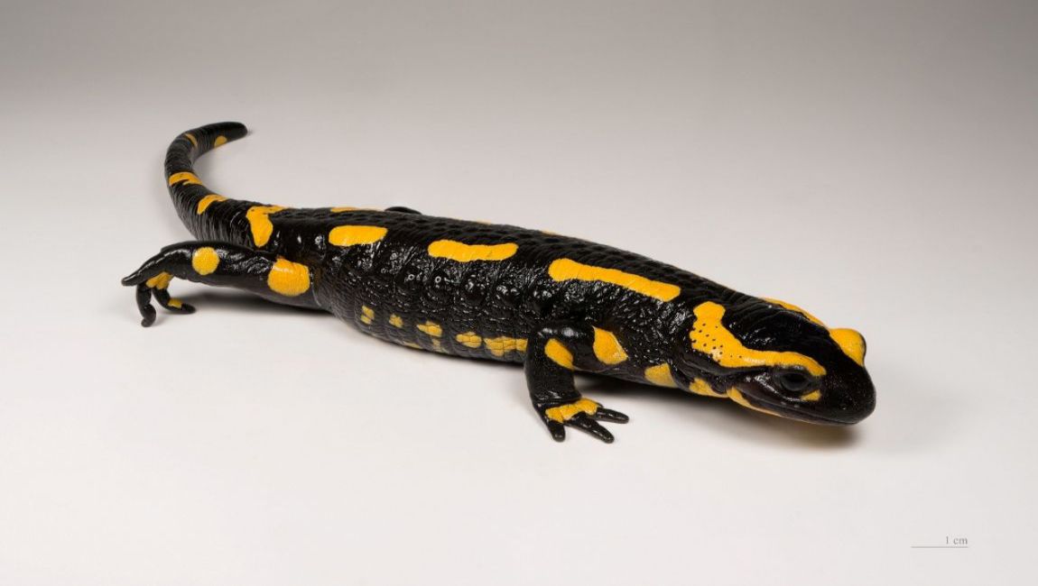 Salamandra Salamandra, collections du muséum de Toulouse