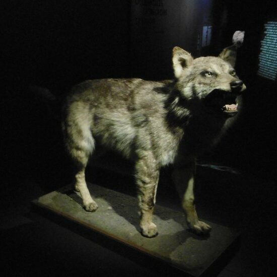 Canis lupus, collections du muséum de Toulouse