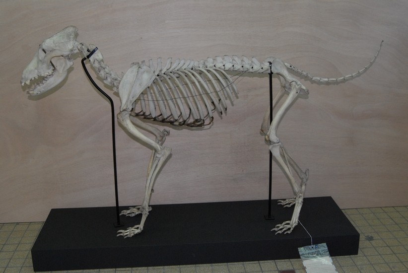 Canis lupus, collections du muséum de Toulouse
